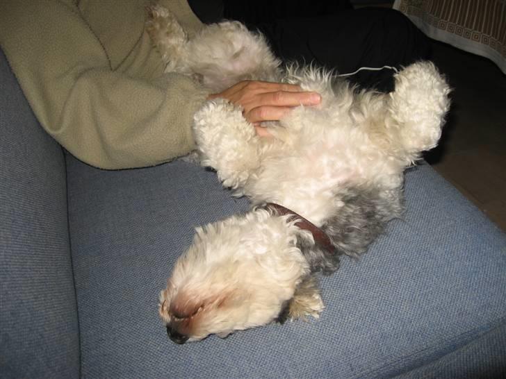 Løwchen Vaps billede 7