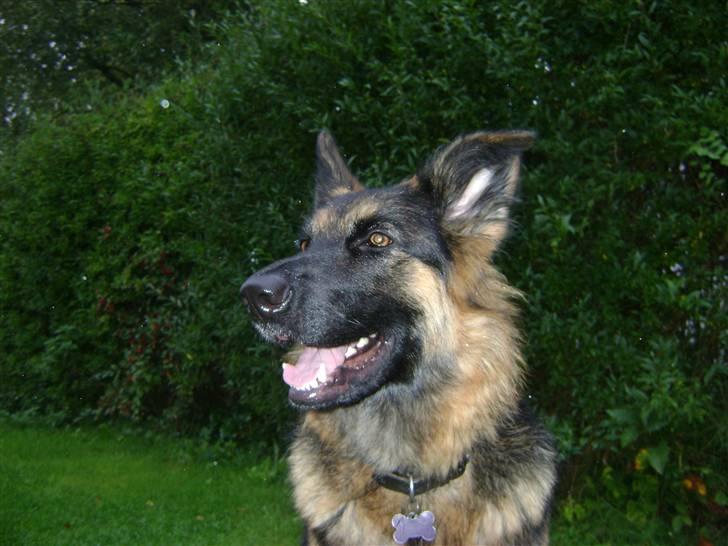 Schæferhund Zenta *MY SOULMATE*<33 billede 1