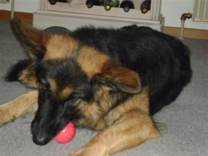 Schæferhund Zenta *MY SOULMATE*<33 billede 2