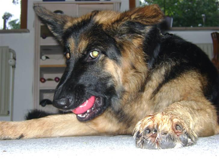 Schæferhund Zenta *MY SOULMATE*<33 billede 3