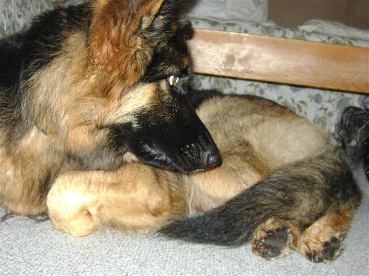 Schæferhund Zenta *MY SOULMATE*<33 billede 4