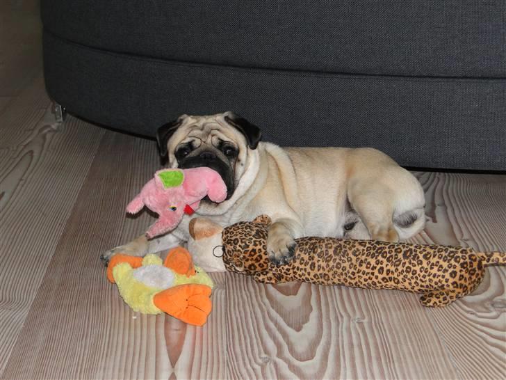 Mops Tyson - elsker at finde nogle bamser og bare hygge med dem <3 billede 2