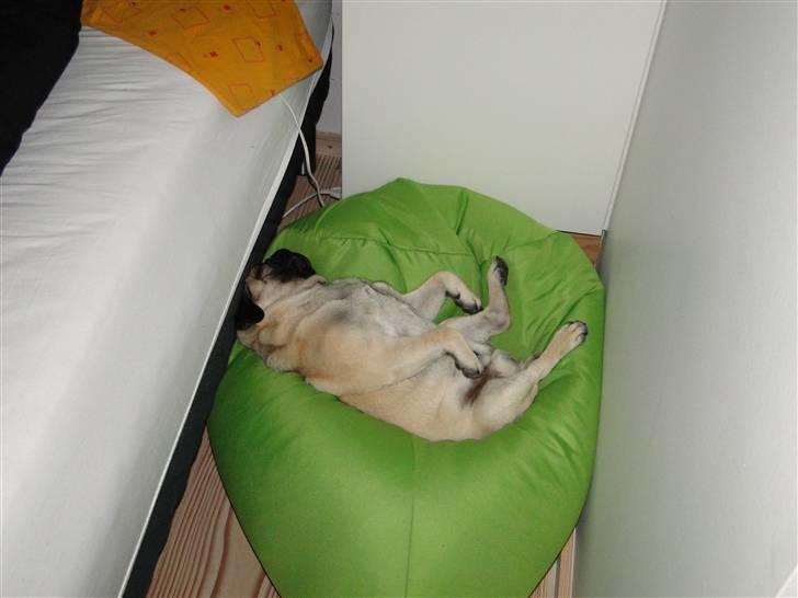 Mops Tyson - skam der ikke er lyd på, for så tror jeg i ville grine billede 3