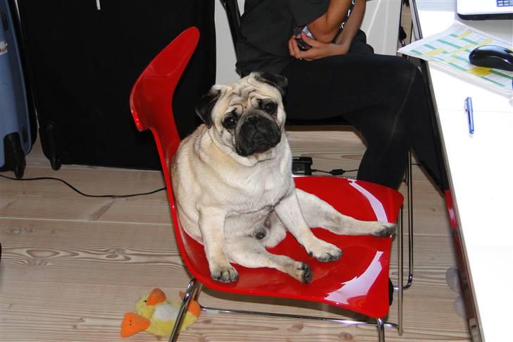 Mops Tyson - Jeg glemmer engang i mellem at jeg er en hund, for jeg elsker at gøre lige hvad mor og far gør billede 4