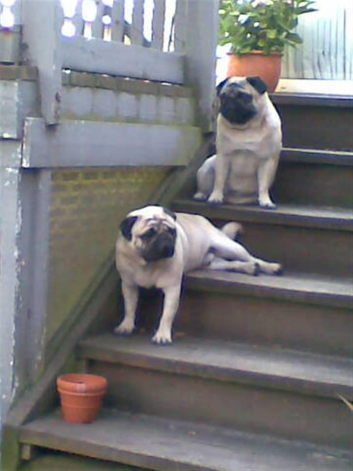 Mops Tyson - det er selvfølgelig mig nederst, synes selv jeg har fundet en MEGA smart måde at ligge på, og min ven ser godt misundelig ud over at jeg er Så smidig billede 5