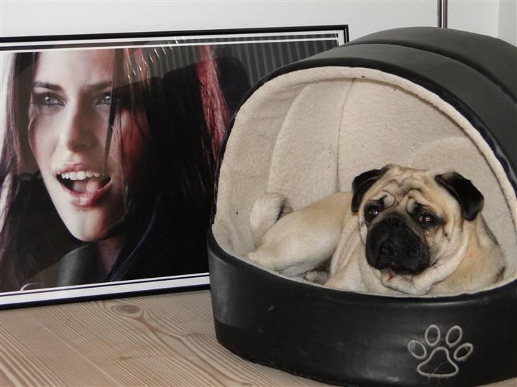 Mops Tyson - elsker at være i min hule billede 7