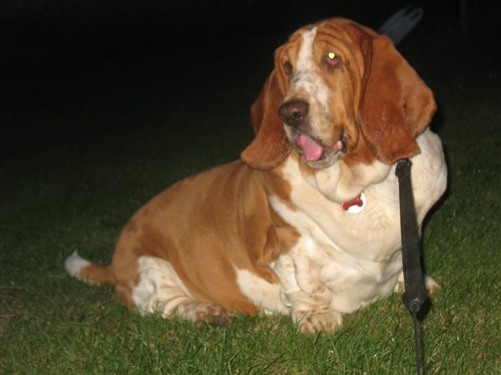Basset hound Tosca billede 7