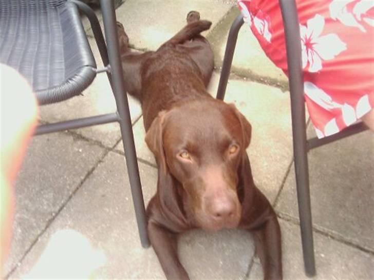 Labrador retriever sisqo billede 11