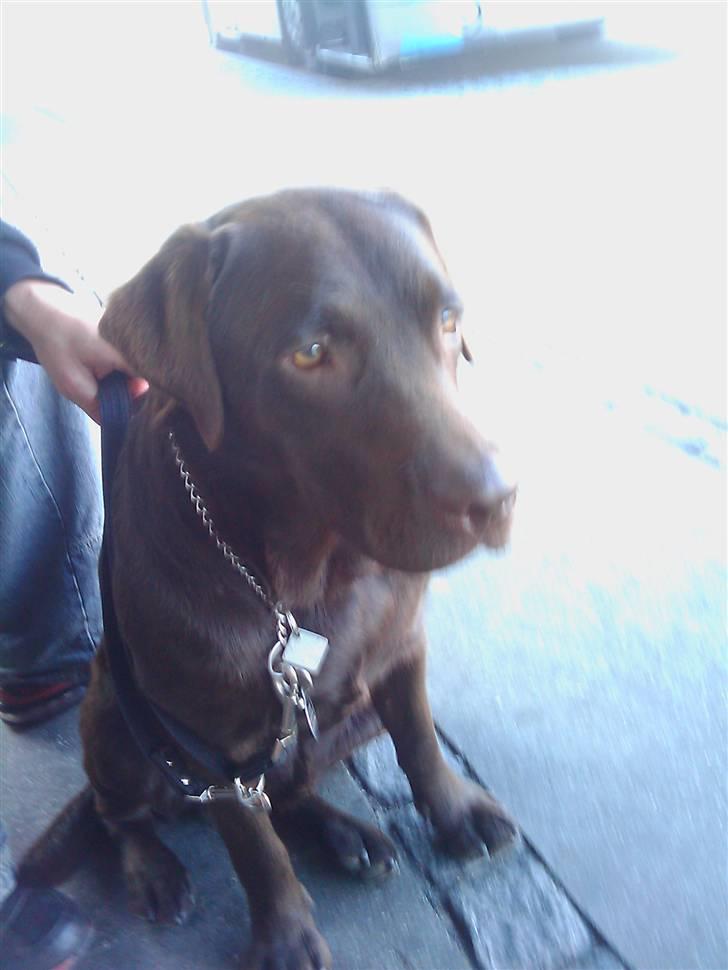 Labrador retriever sisqo billede 12