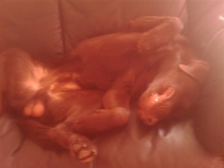 Labrador retriever sisqo - sådan sover man dejligt billede 14