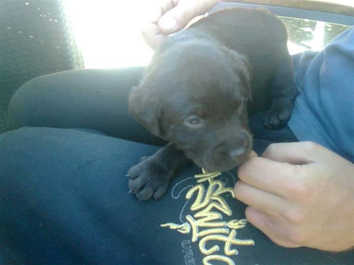 Labrador retriever sisqo - sisqo som helt lile baby billede 15