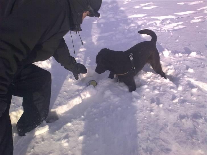 Labrador retriever sisqo billede 16