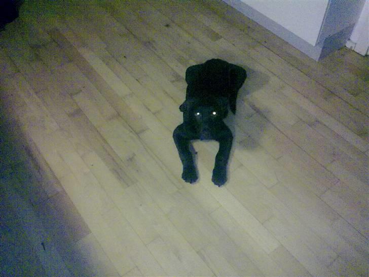 Labrador retriever sisqo billede 18