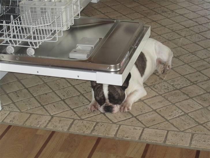 Fransk bulldog Walter R.I.P billede 13