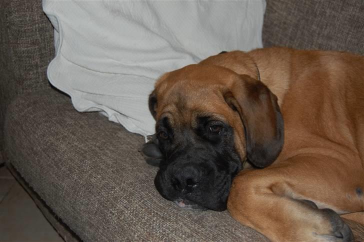 Blanding af racer Big Ben billede 1