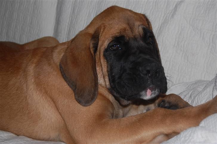 Blanding af racer Big Ben billede 2