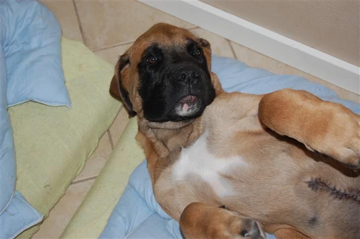 Blanding af racer Big Ben billede 3