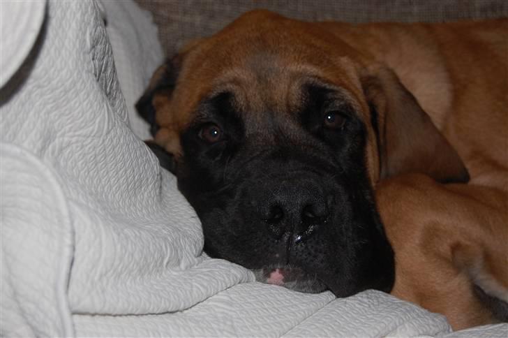 Blanding af racer Big Ben billede 4