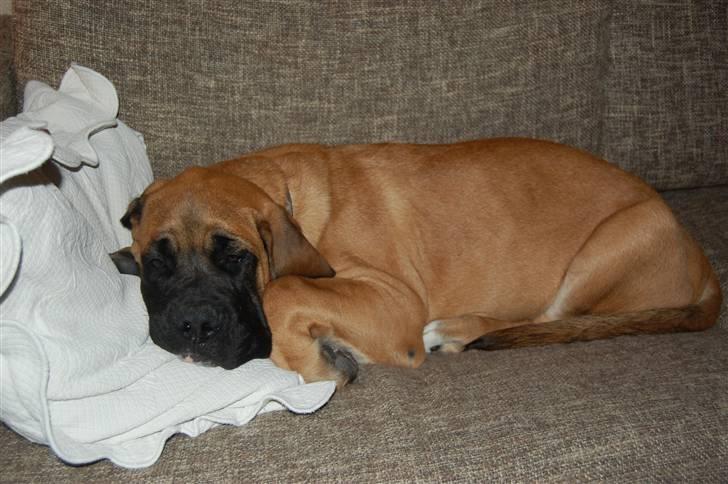 Blanding af racer Big Ben billede 5