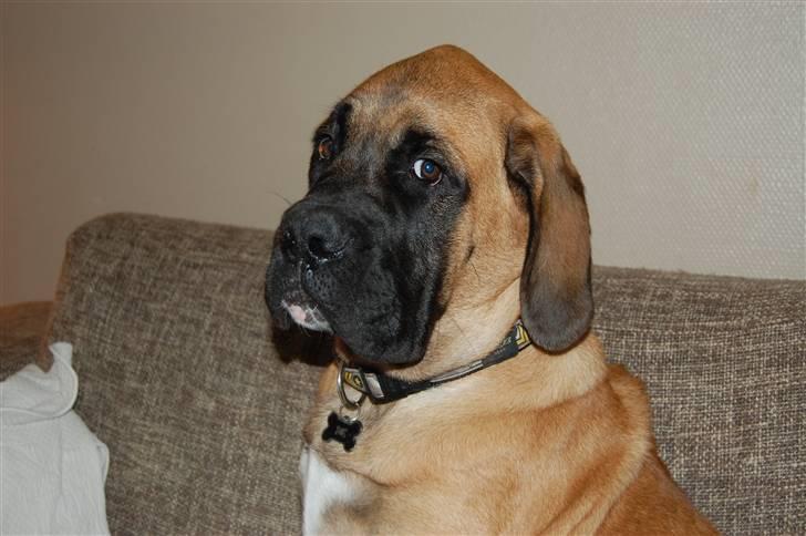 Blanding af racer Big Ben billede 6