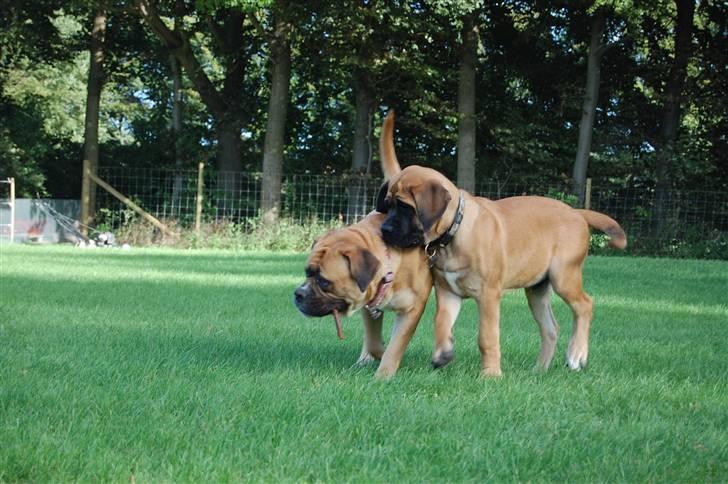 Blanding af racer Big Ben billede 7