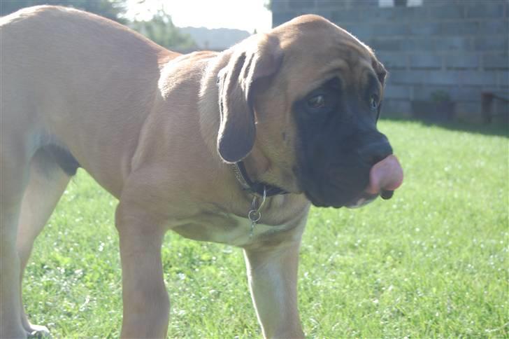 Blanding af racer Big Ben billede 8