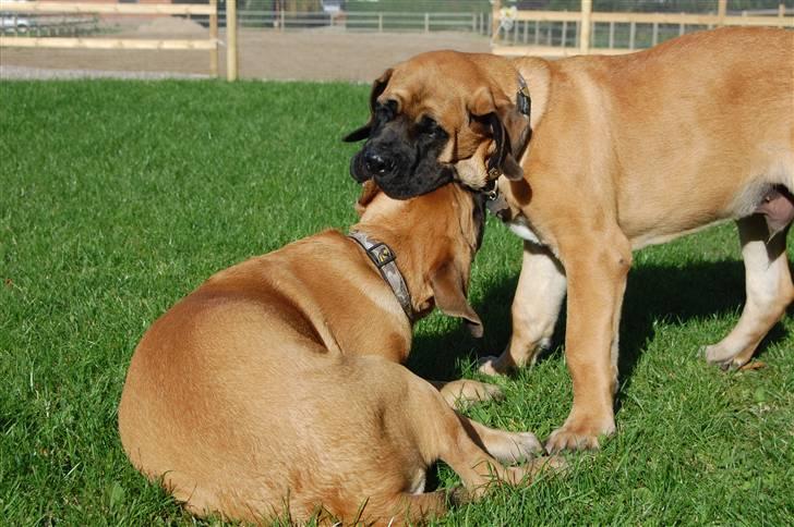 Blanding af racer Big Ben billede 9