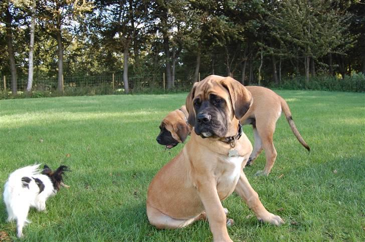 Blanding af racer Big Ben billede 10