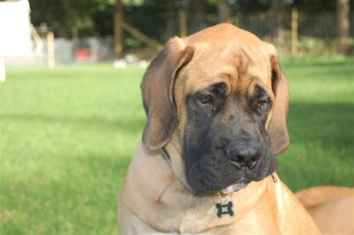 Blanding af racer Big Ben billede 11