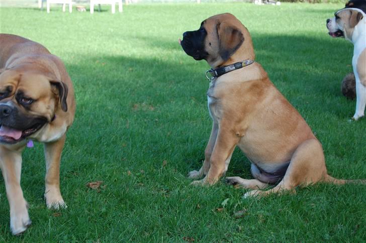 Blanding af racer Big Ben billede 12