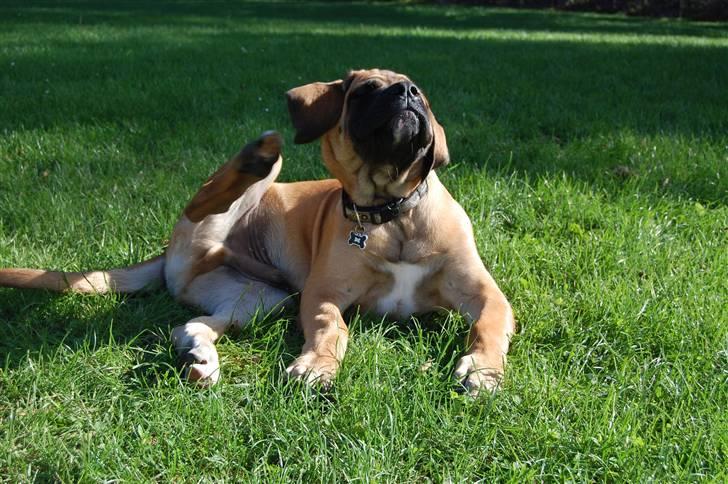 Blanding af racer Big Ben billede 13