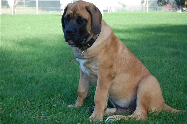 Blanding af racer Big Ben billede 14