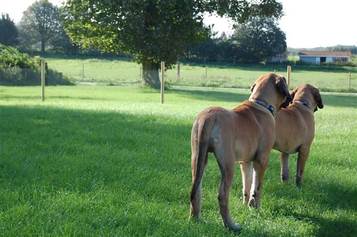 Blanding af racer Big Ben billede 15