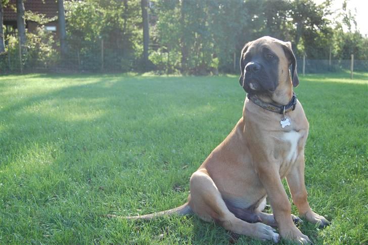 Blanding af racer Big Ben billede 16