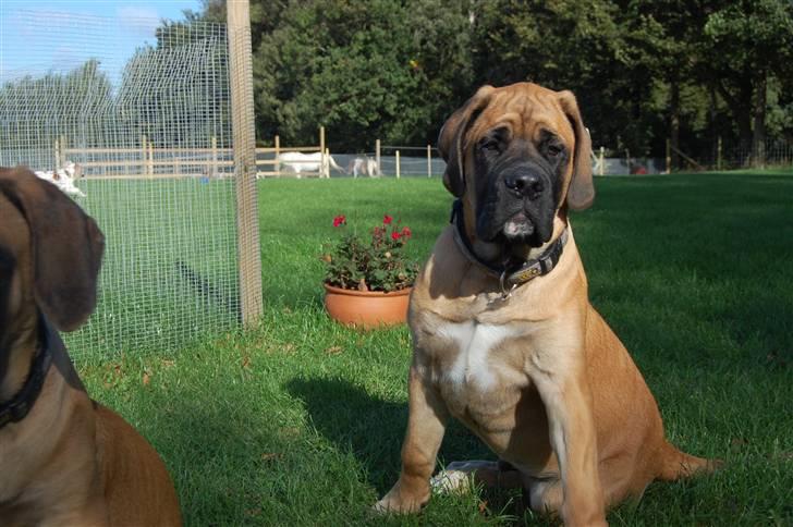 Blanding af racer Big Ben billede 17