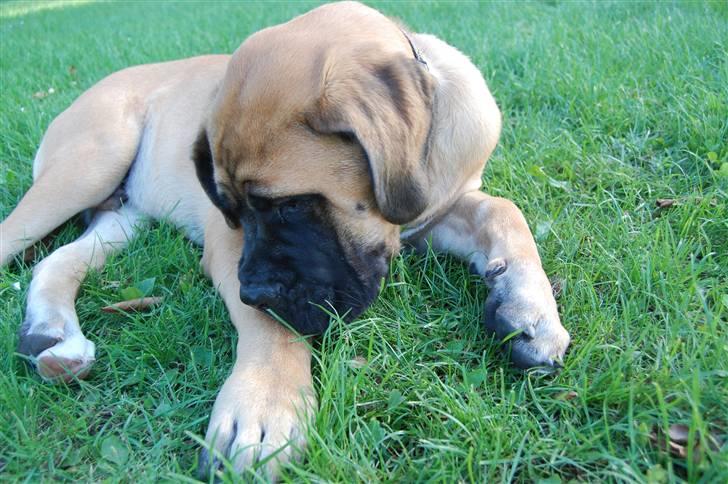 Blanding af racer Big Ben billede 18