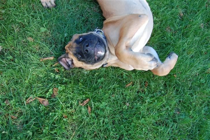 Blanding af racer Big Ben billede 19