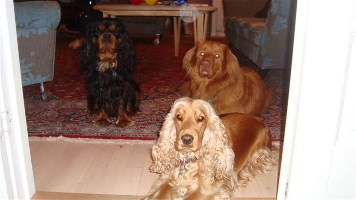 Cocker spaniel donna billede 12