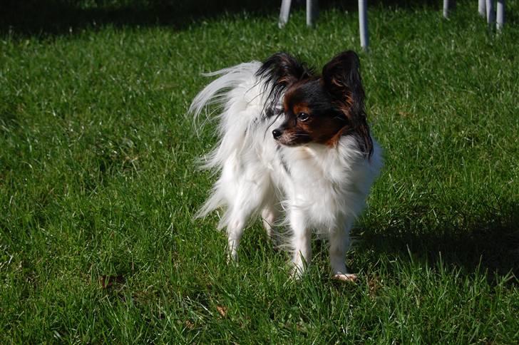 Papillon Herbie billede 7