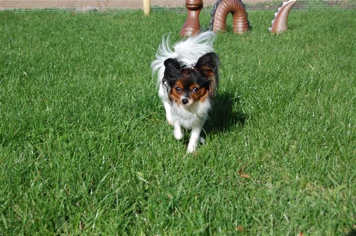 Papillon Herbie billede 8