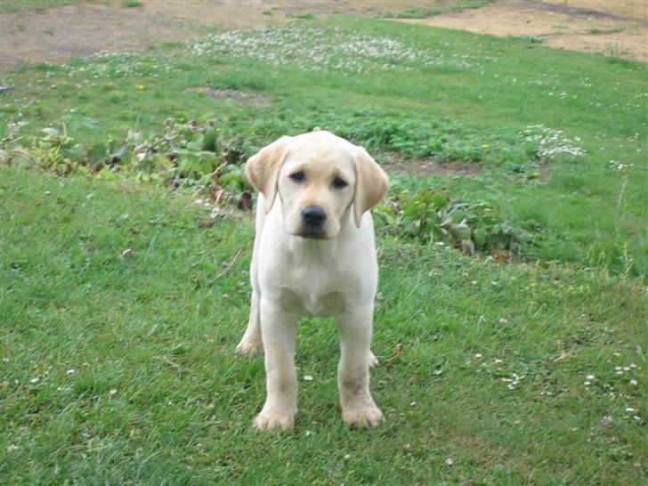 Labrador retriever Balder  - Da Balder var hvalp ;D billede 6