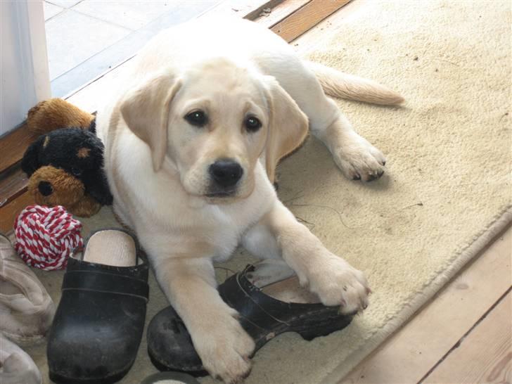 Labrador retriever Balder  - Lille Balder ;D billede 7