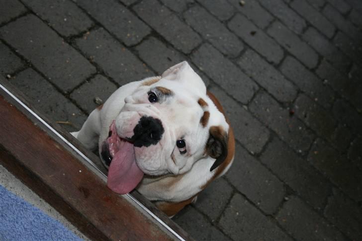 Engelsk bulldog Snickers - Puha... Det var hårdt at gå en lille tur. billede 4