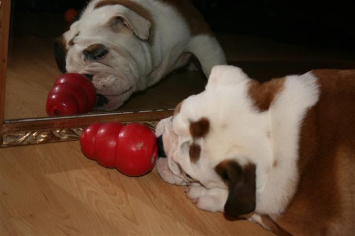 Engelsk bulldog Snickers - Köng & Leverpostej, Mums...  billede 5