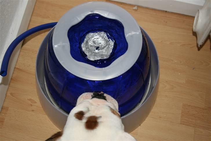 Engelsk bulldog Snickers - Drinking Fountain.... Genial Opfindelse. billede 7