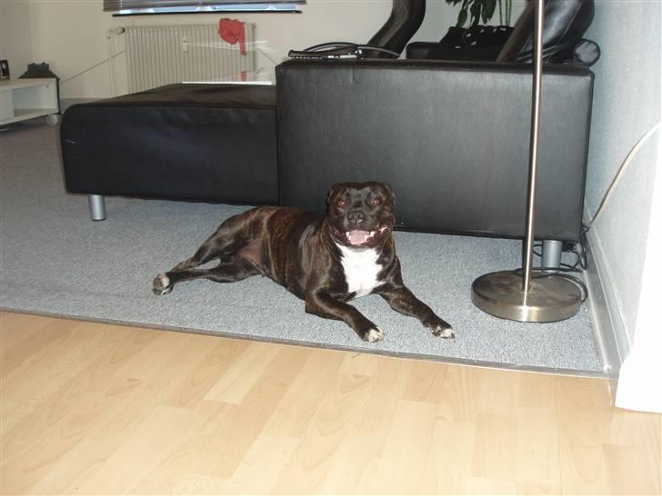 Staffordshire bull terrier Freja billede 3
