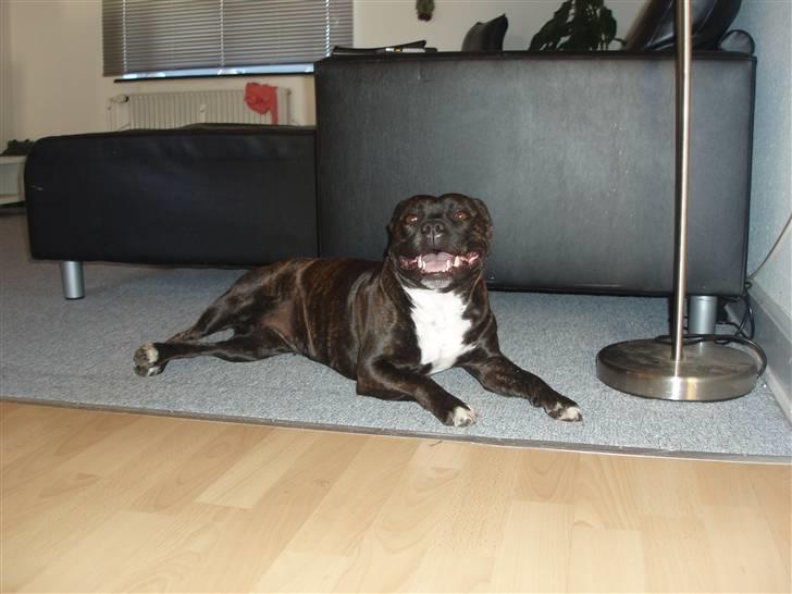 Staffordshire bull terrier Freja billede 4