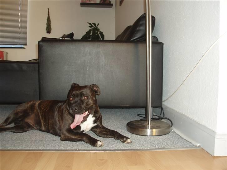 Staffordshire bull terrier Freja billede 5