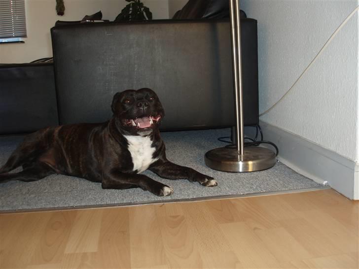 Staffordshire bull terrier Freja billede 6
