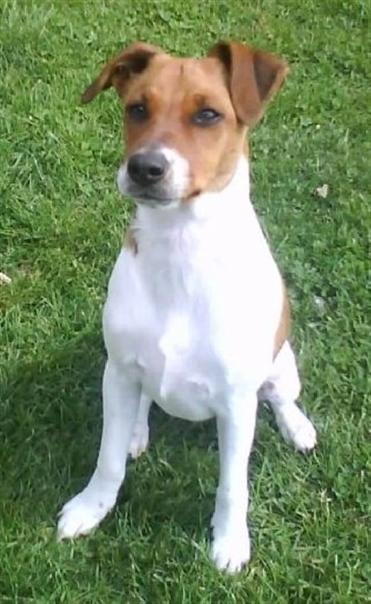 Dansk svensk gaardhund Chico billede 1